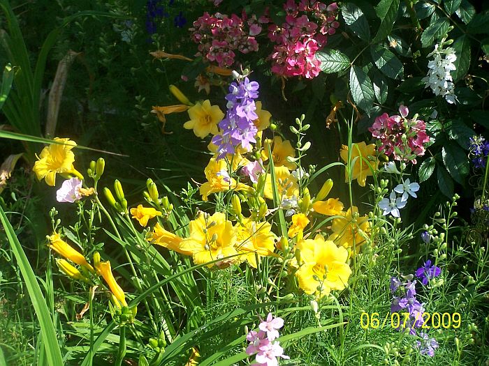 Daylily mix 2