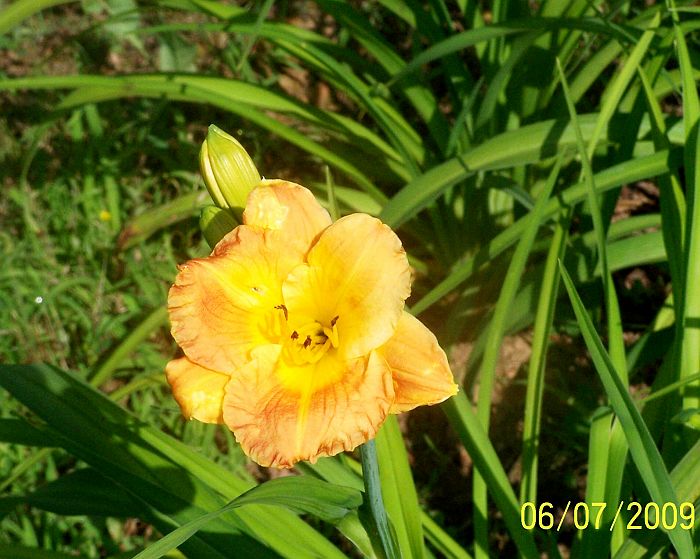 Daylily orange 1