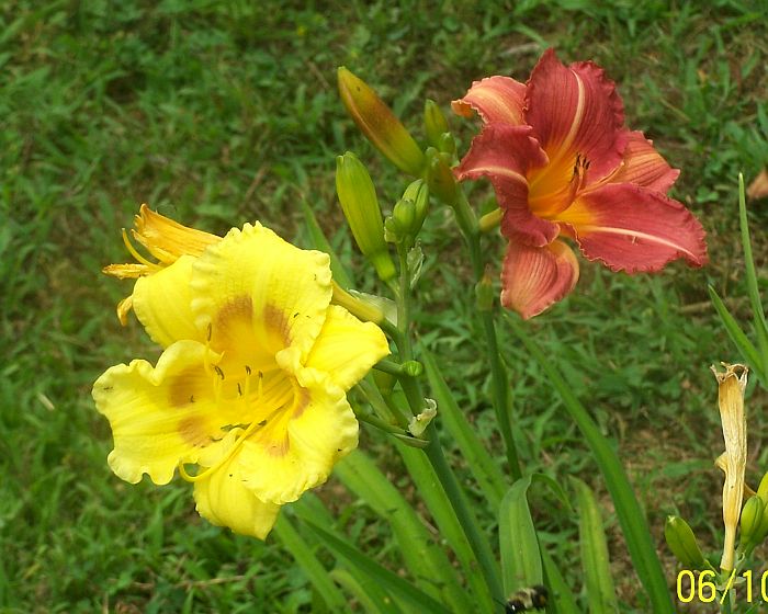 Daylily yll-copper 2