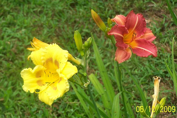 Daylily yll-copper 3