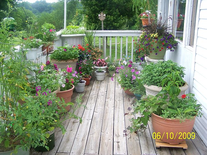 Deck flowers 3