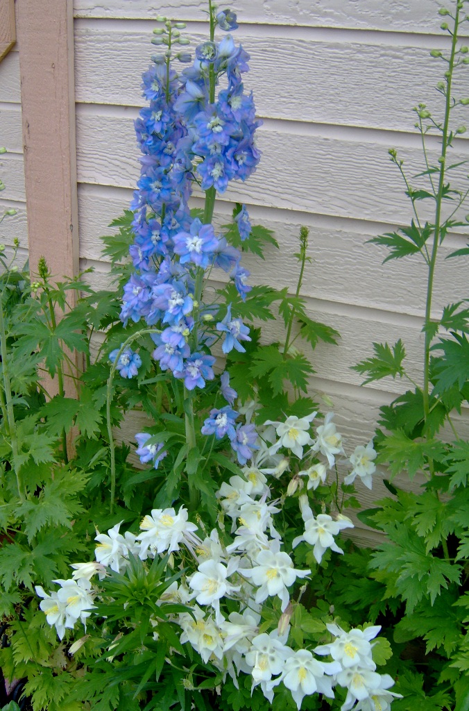 Delphinium & Columbine