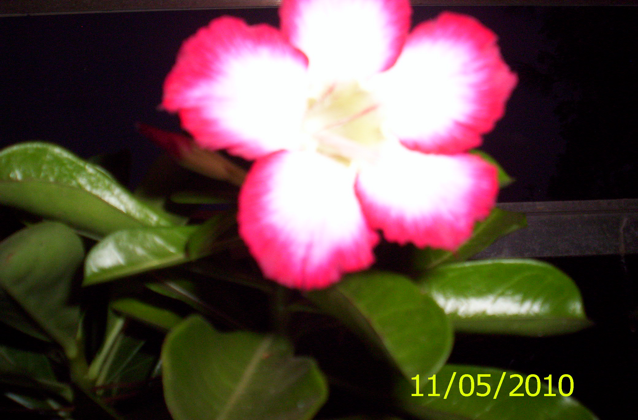 Desert Rose------