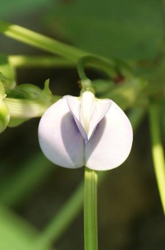 Dixie_Lee_pea