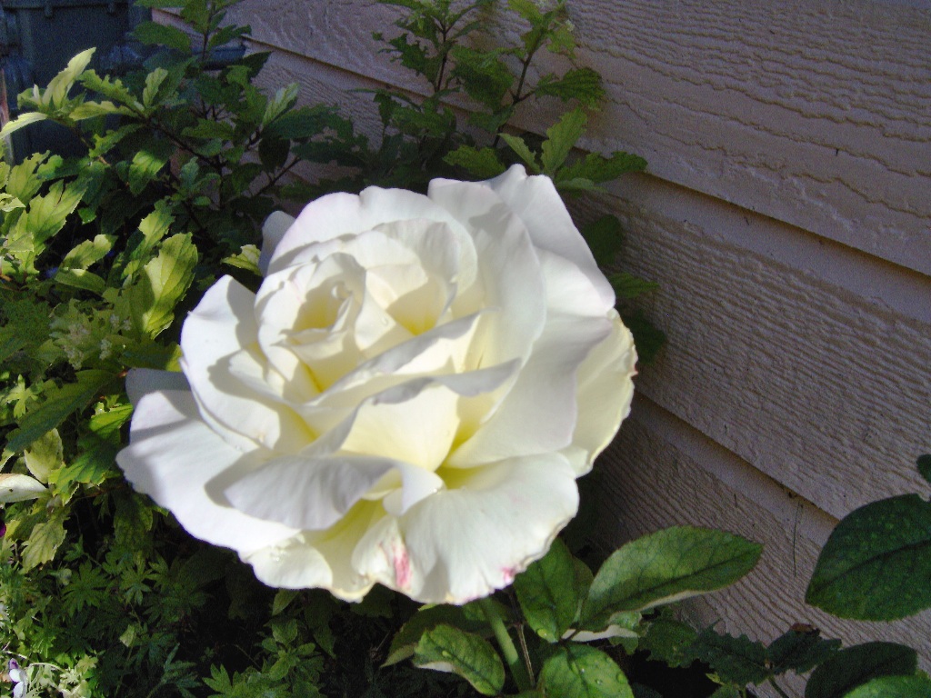 Dizzy's Roses