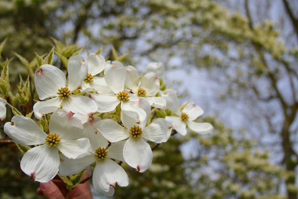 Dogwood