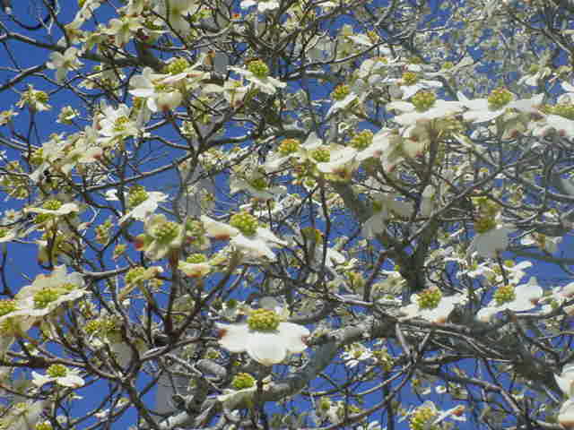 Dogwood