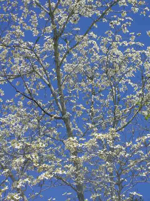 Dogwood