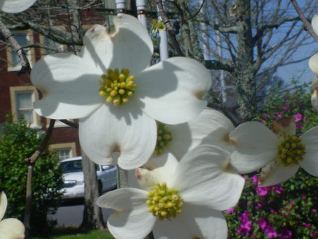 Dogwood