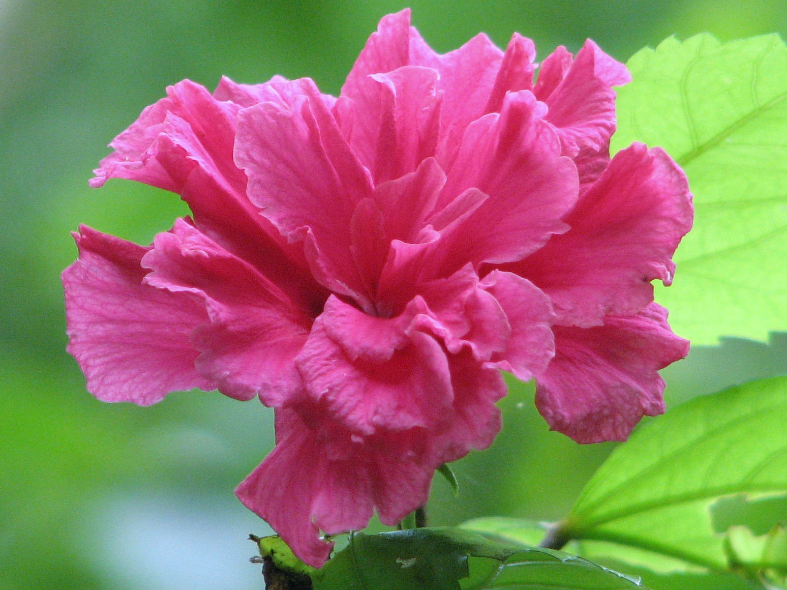 Double hibiscus
