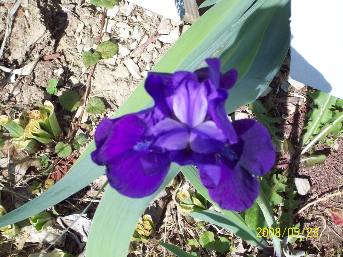 dprebloom