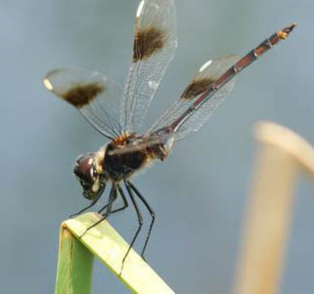 dragonfly1