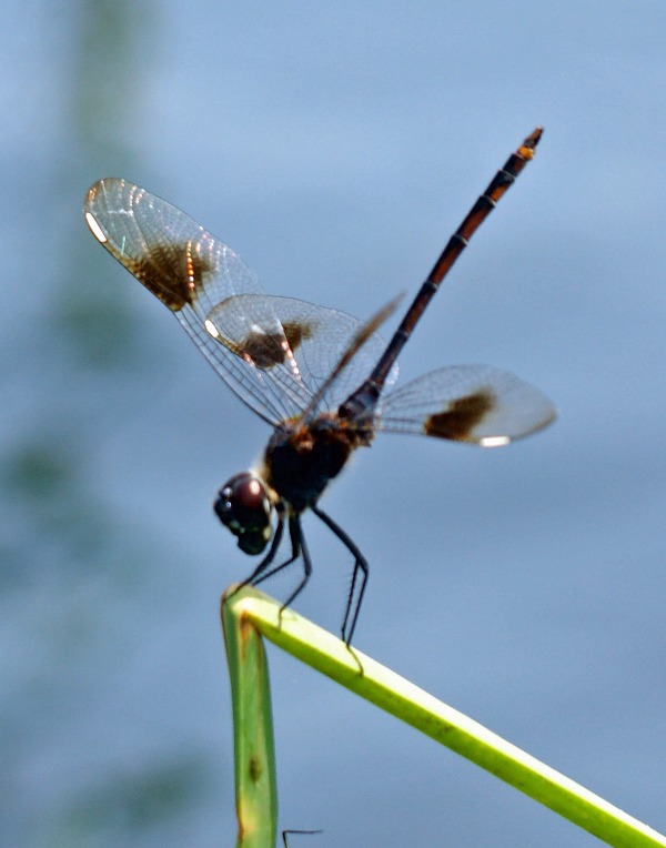 dragonfly2