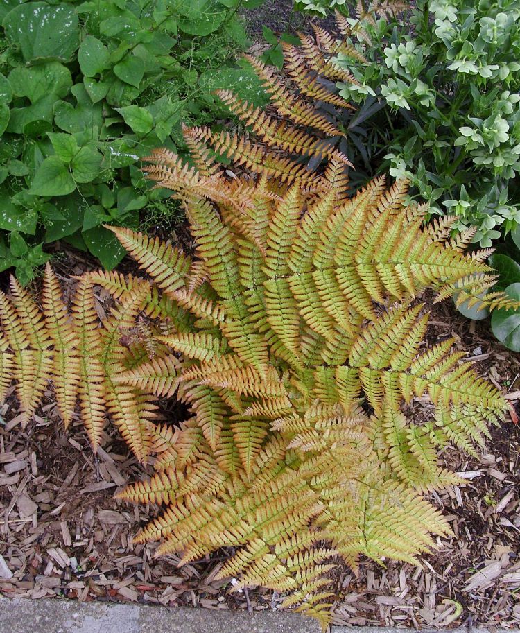 Dryopteris erythrosora 'Autumm Fern'