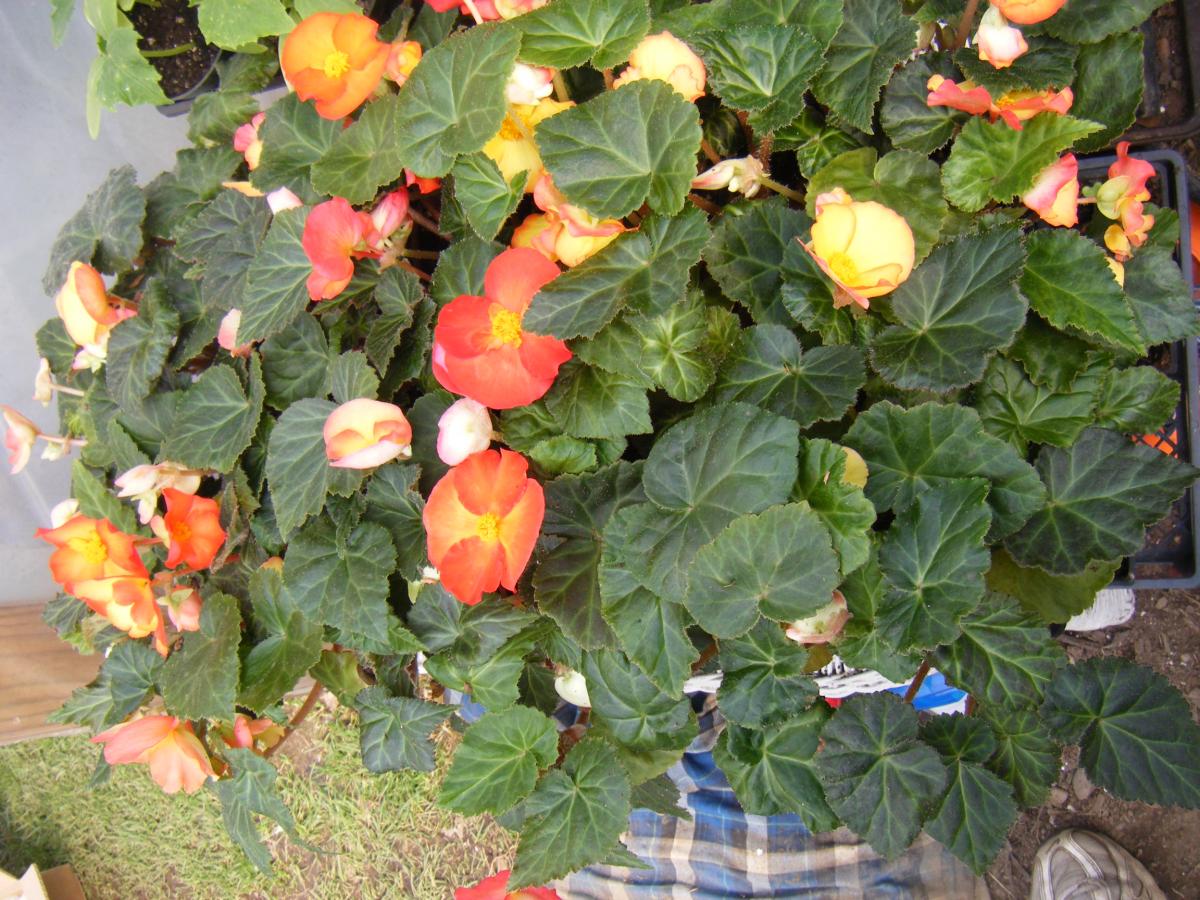 DSCF0696