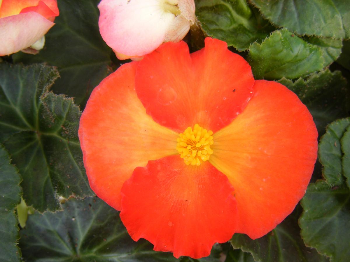 DSCF0697