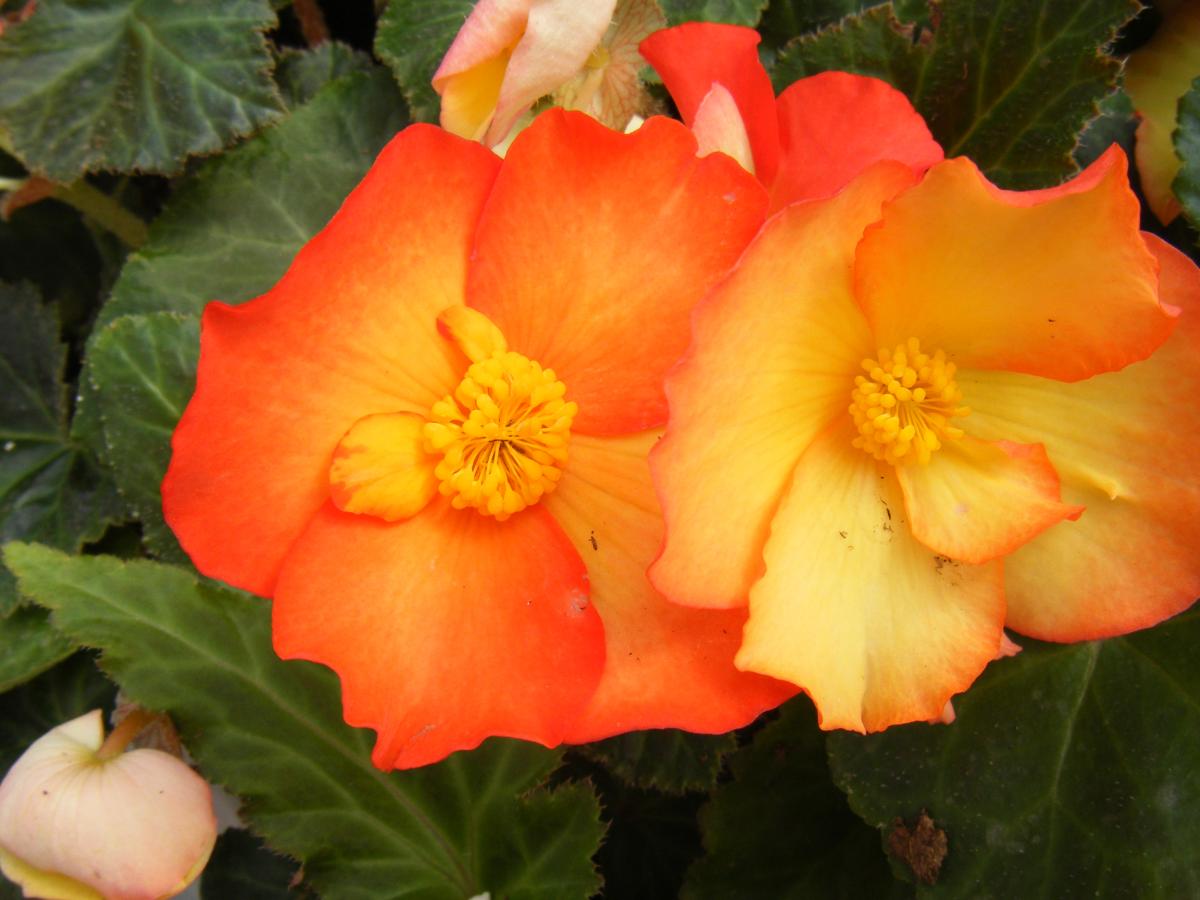 DSCF0698