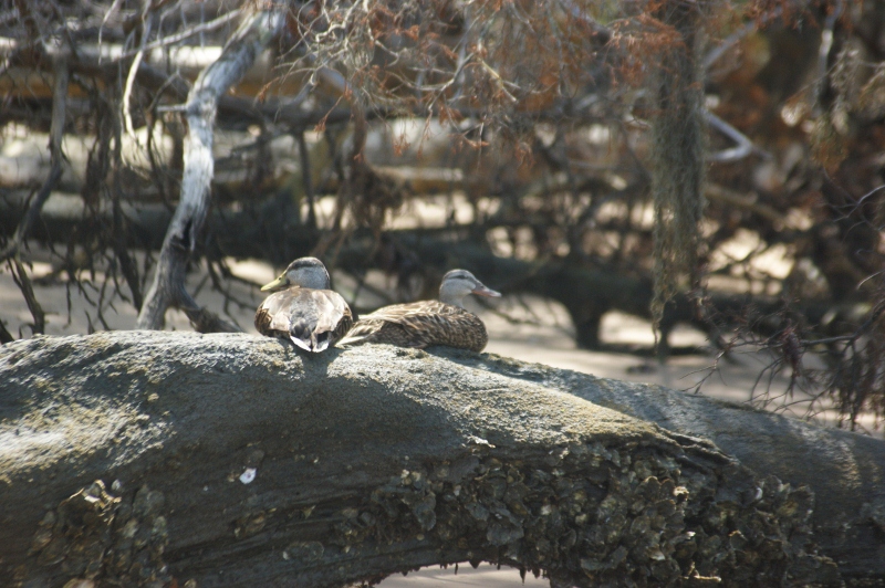 Ducks