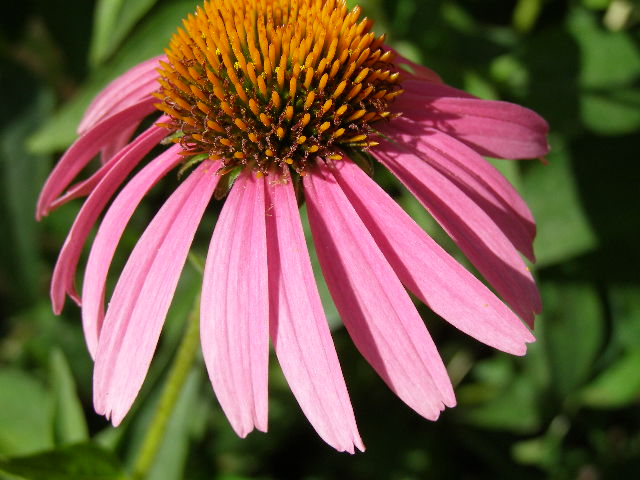 echinacea