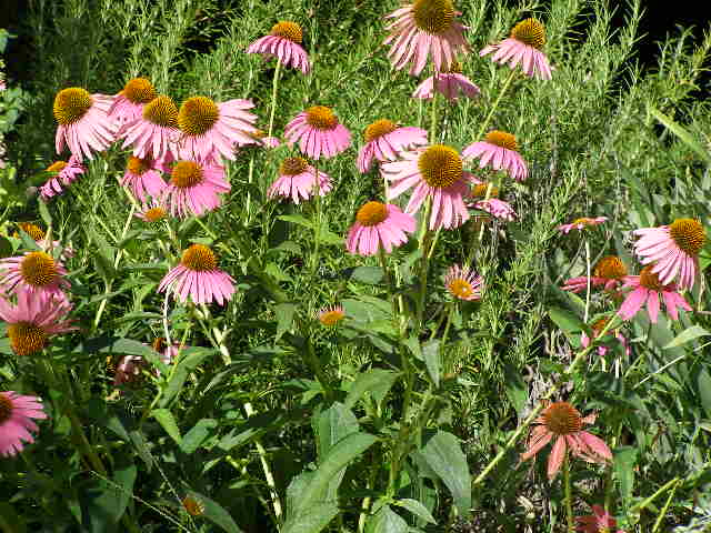 echinacea