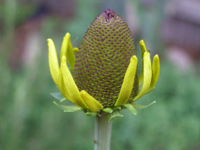 echinacia