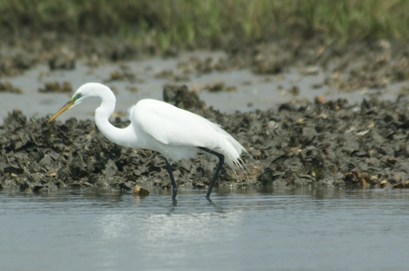 Egret1
