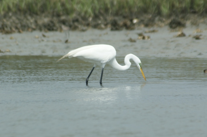 Egret2
