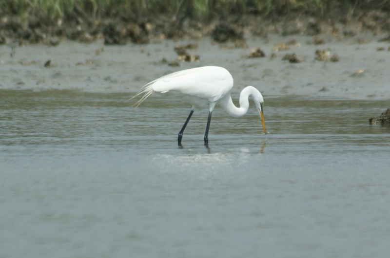 egret3