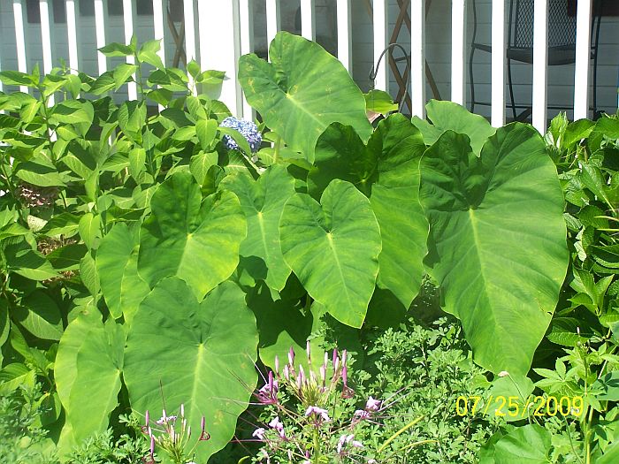 Elephant Ears 1
