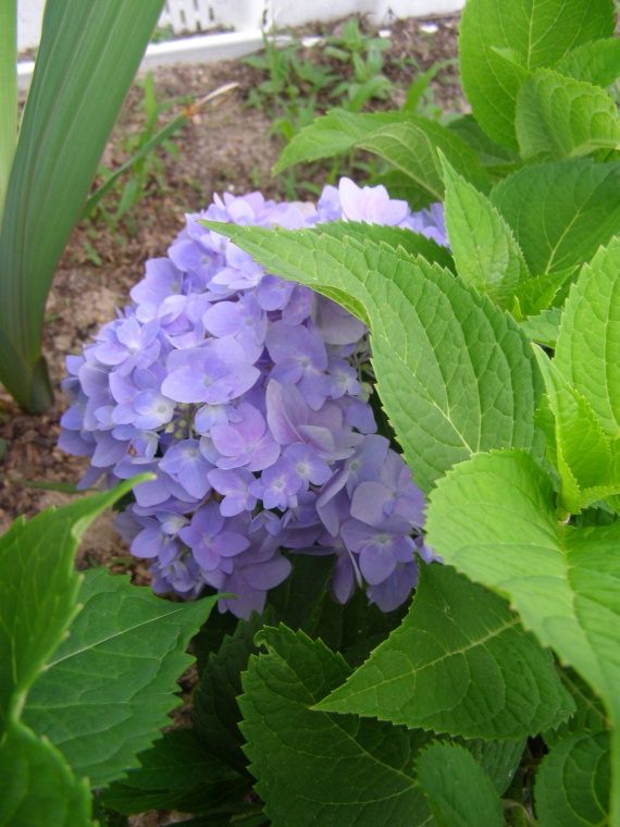 Endless Summer Hydrangea