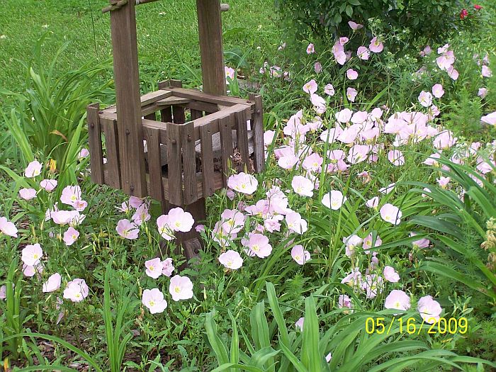Evening Primrose 1