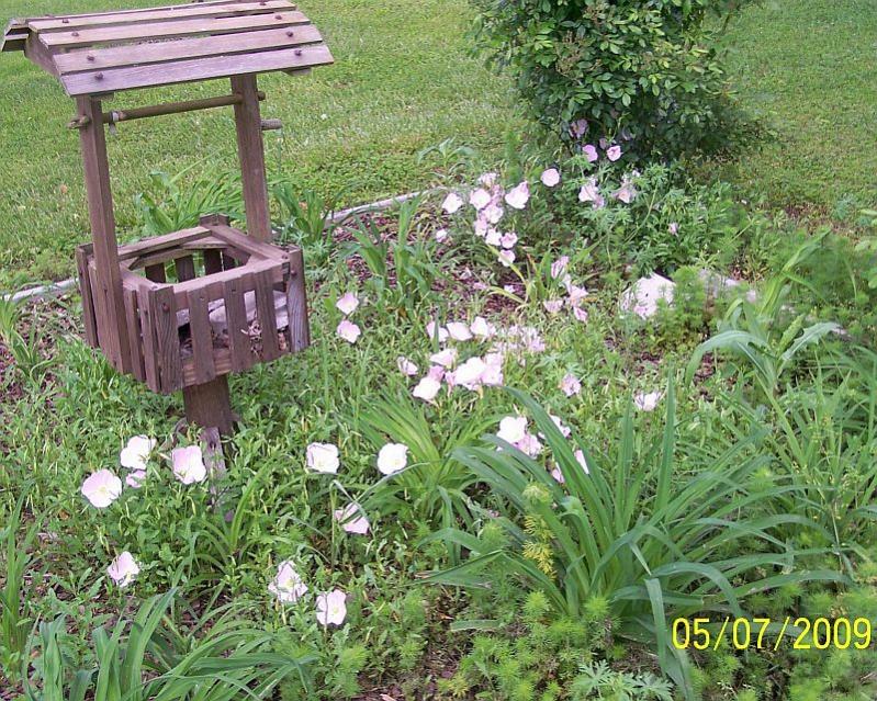 Evening primroses 2