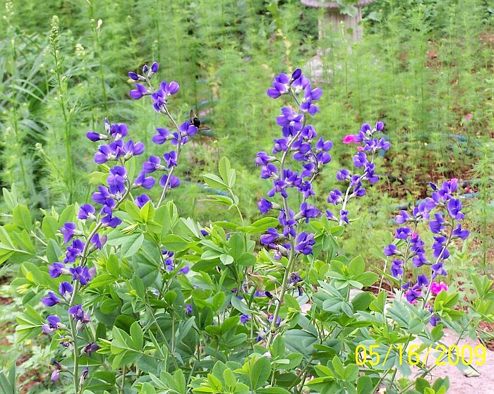 False Indigo 3