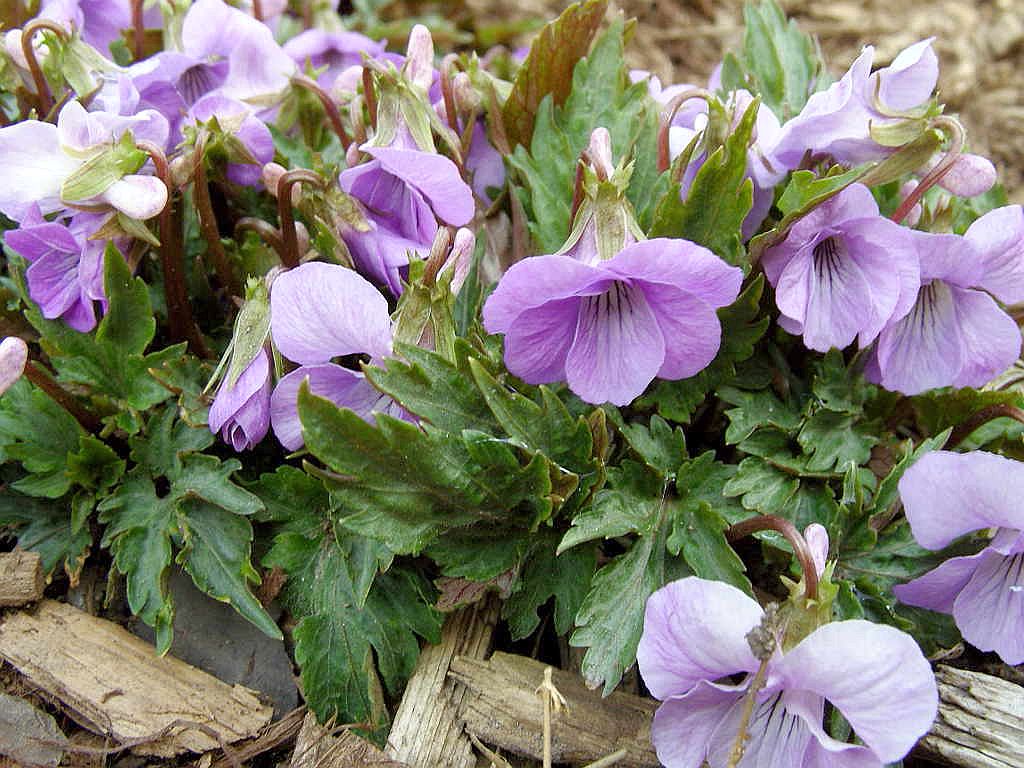 Fan Leaf  Viola  'Dancing Geisha'