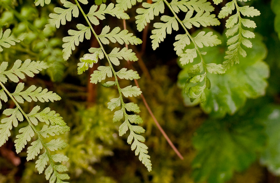Ferns