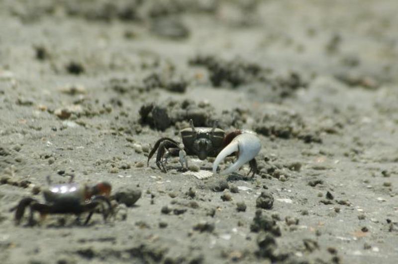 Fiddler Crabs facing off