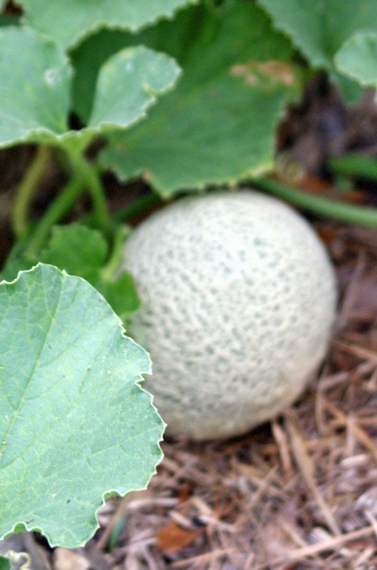 First fruit of the season