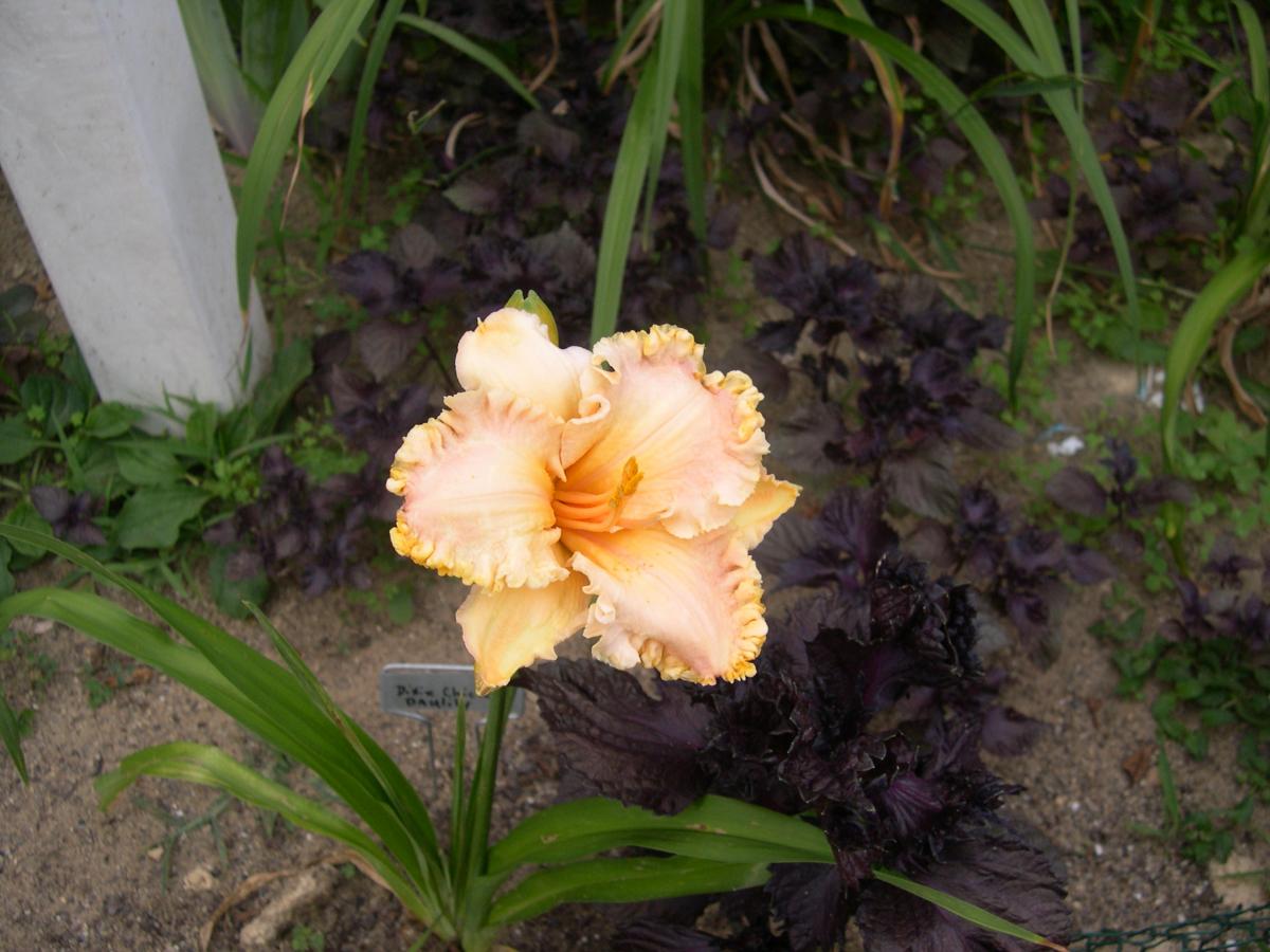 flowers 028