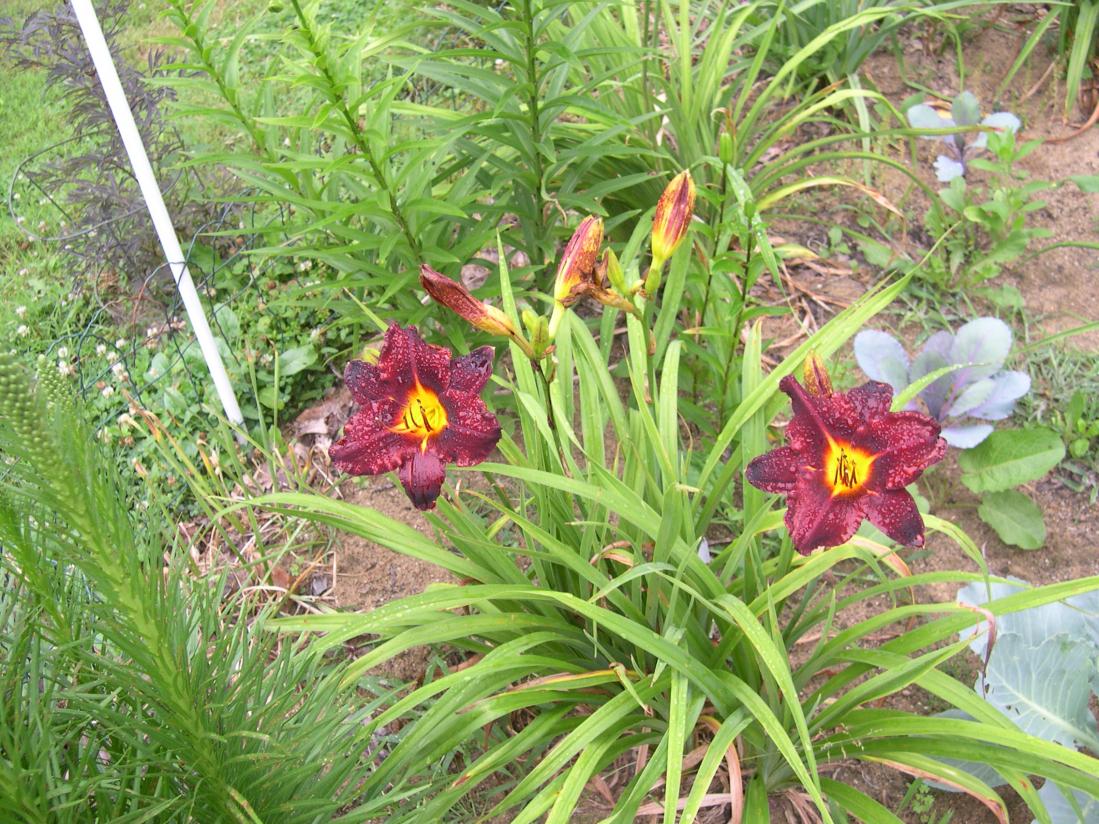 flowers 081