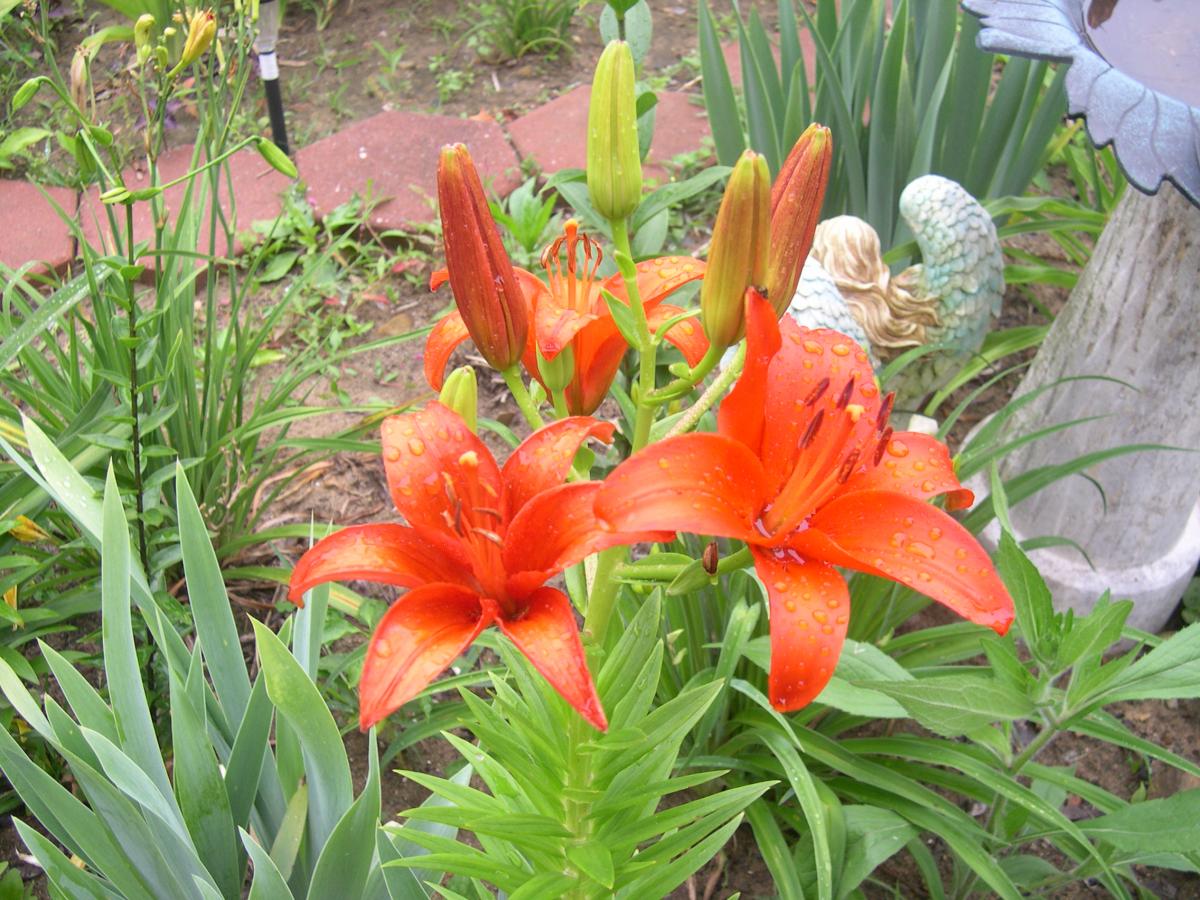 flowers 092