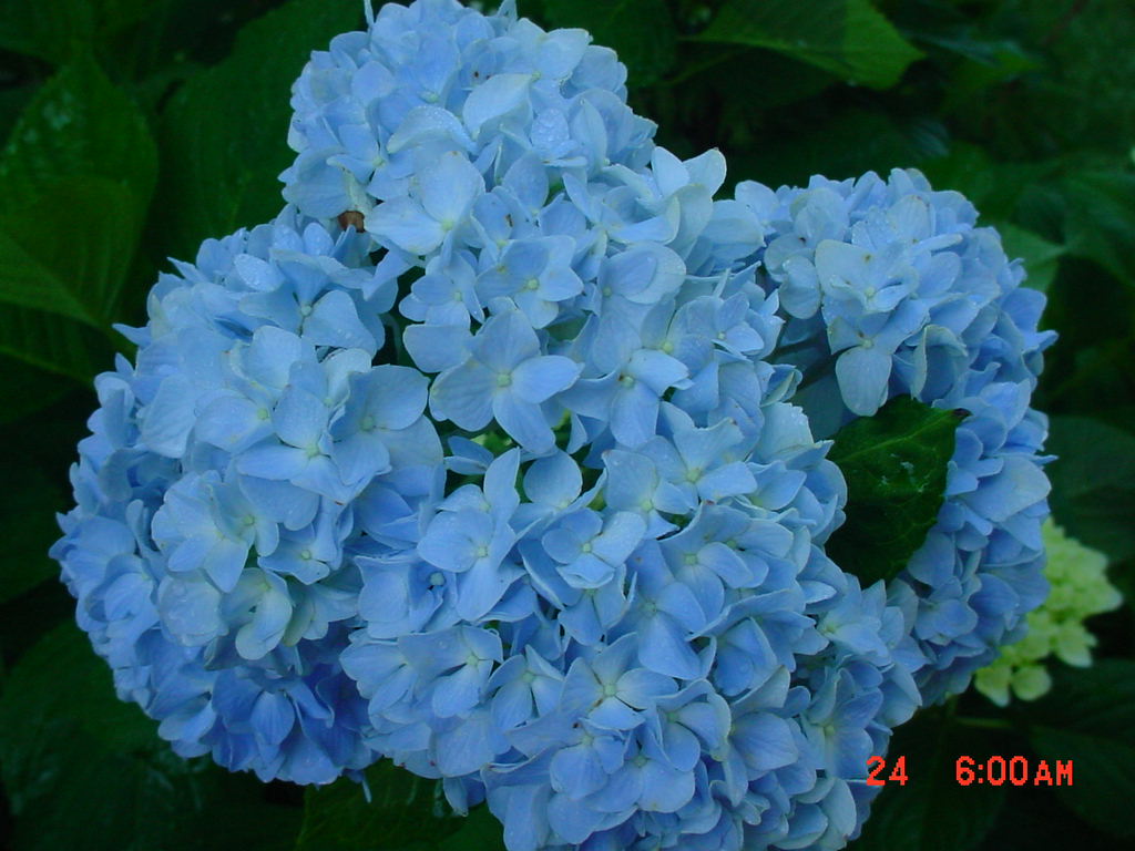 Flowers -10 004
