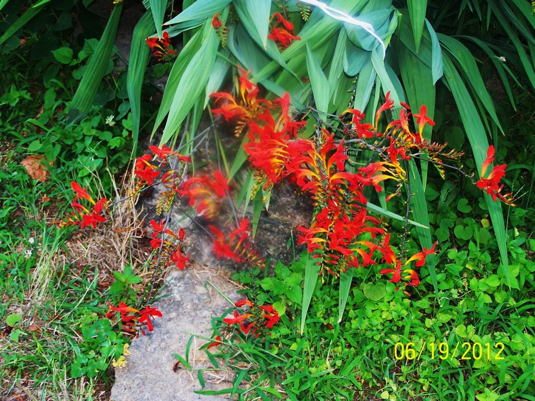 Flowers 6-18-12 005