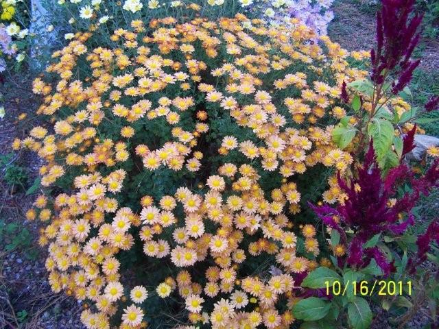 Flowers2003
