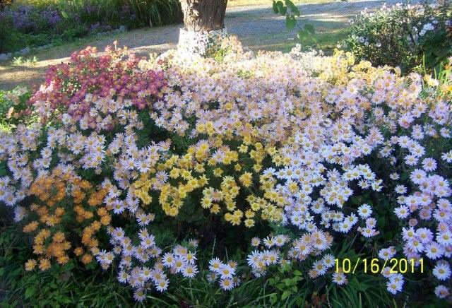 Flowers2005