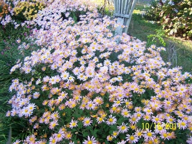 Flowers2007