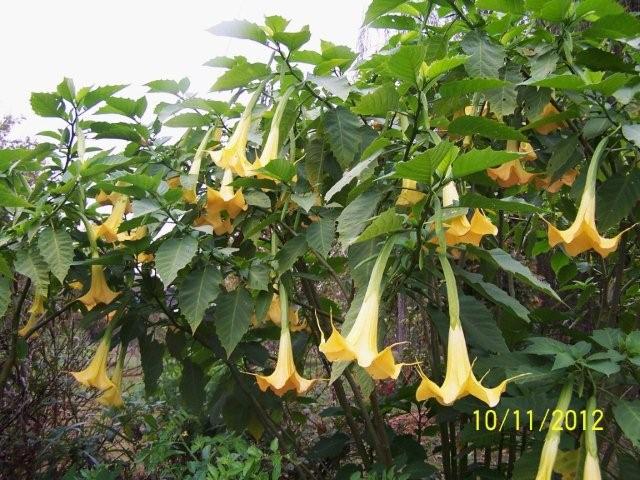 Flowers2012005dz