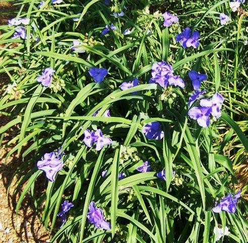 Flowers5-6-12002[1]