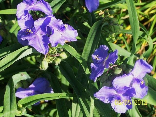 Flowers5-6-12003[1]