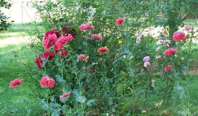 Flowers5-6-12004[1]