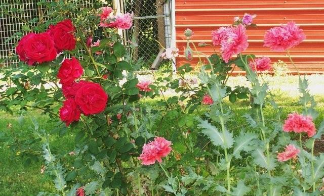 Flowers5-6-12005[1]